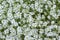 Chickweed Cerastium boissieri var. gibraltaricum, sea of white flowers
